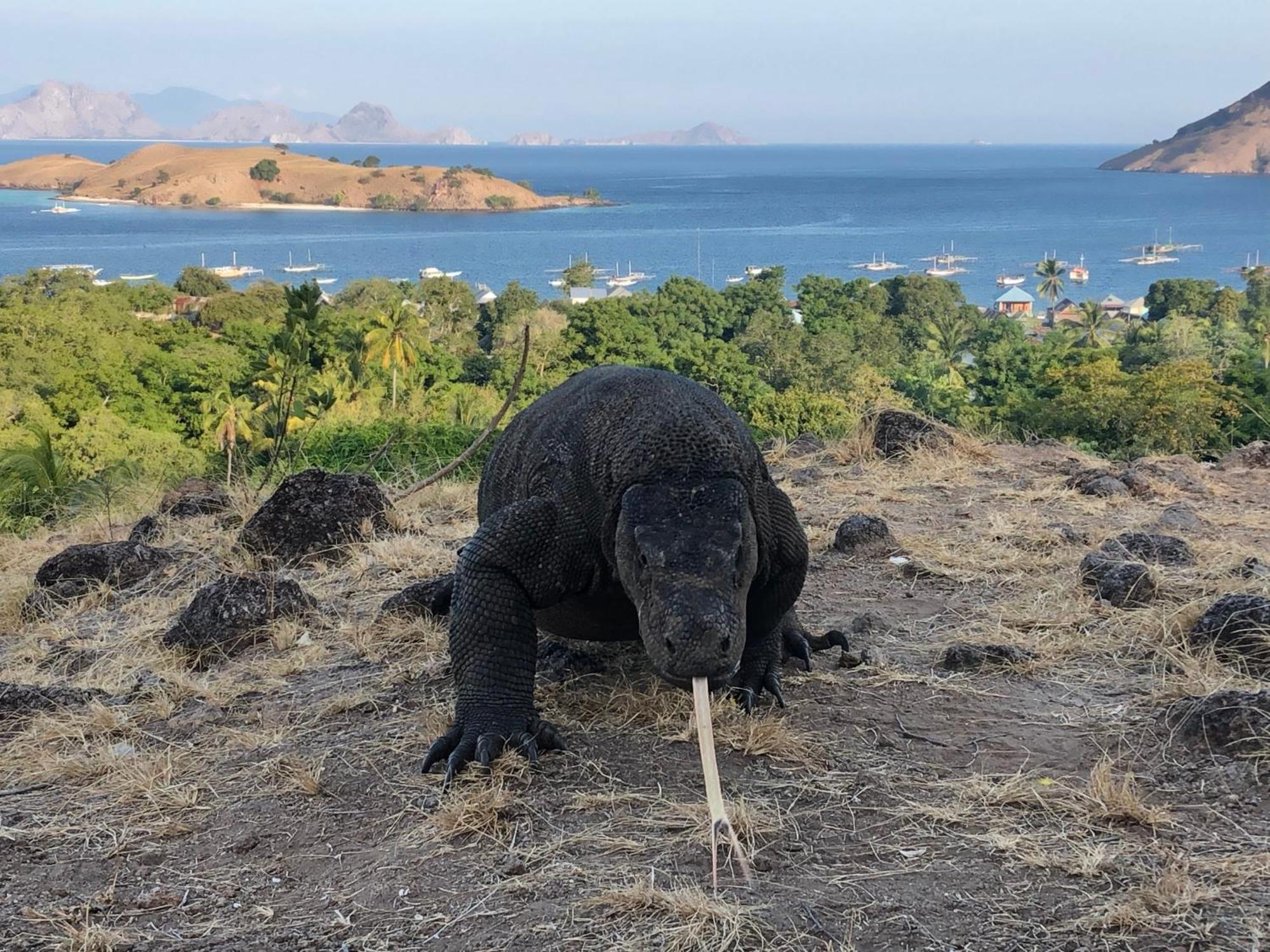 Dua Putri Komodo Homestay Exterior photo
